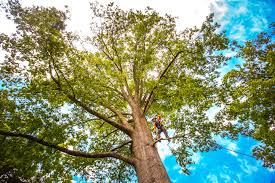 Seasonal Cleanup (Spring/Fall) in Clayton, MO