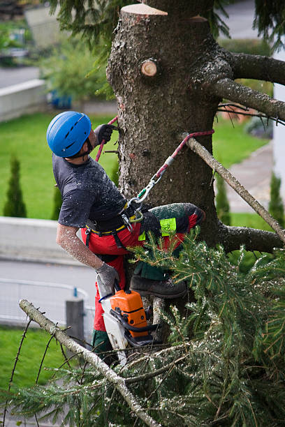 Best Arborist Consultation Services  in Clayton, MO