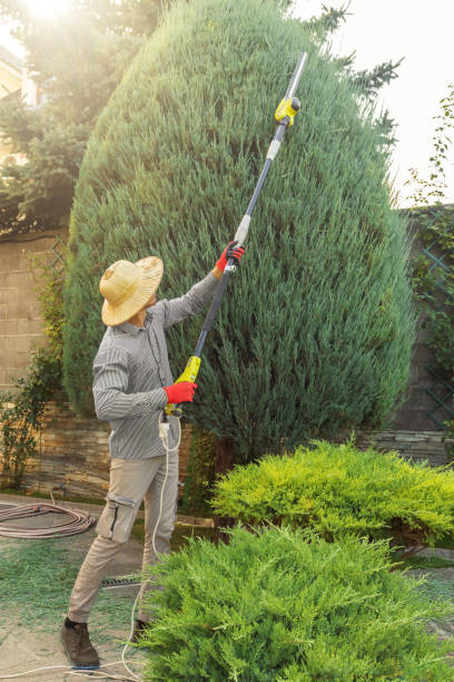 Best Tree Mulching Services  in Clayton, MO